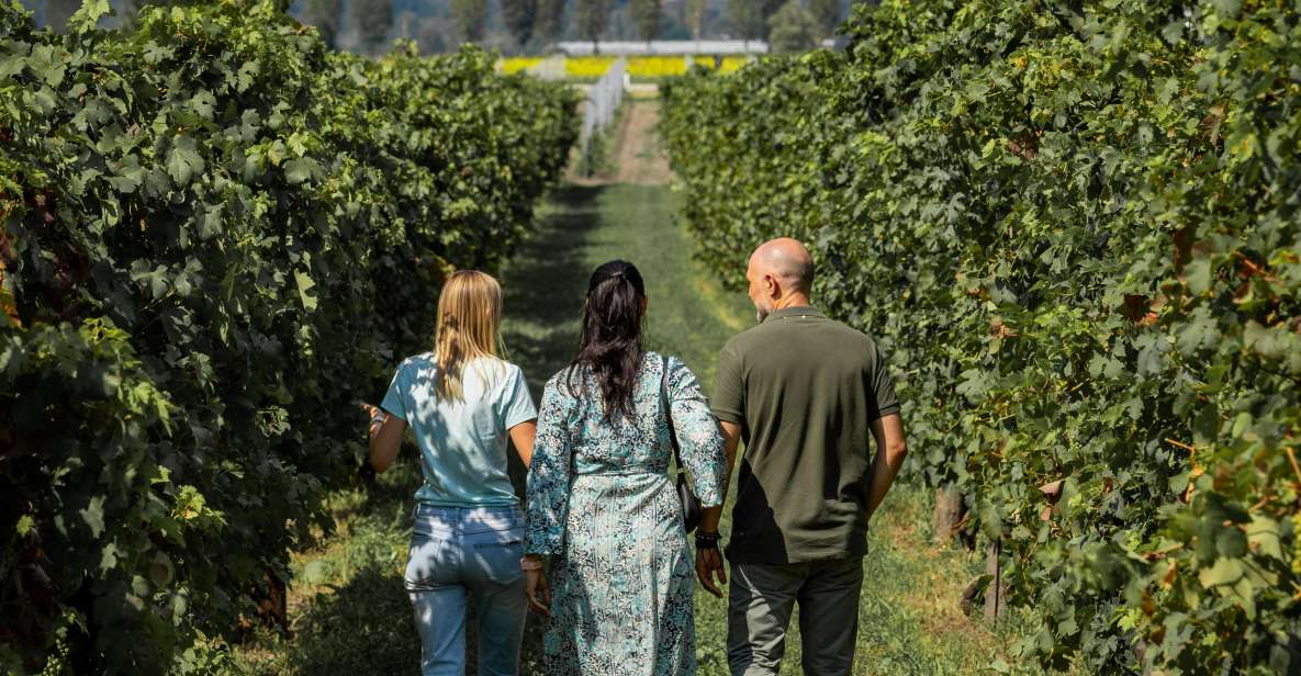 Wine Tour in the Euganean Hills From Abano Montegrotto - Activity Details