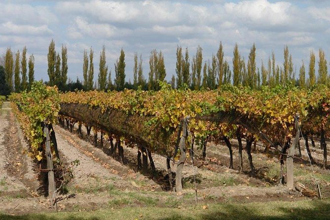 Wine Trails Unveiled: Sip, Stroll, Delight - Tasting Exquisite Local Wines