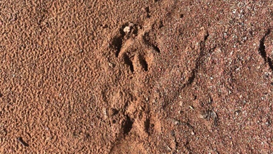 Yungas : Canyoning at Condor Waterfall - Activity Overview