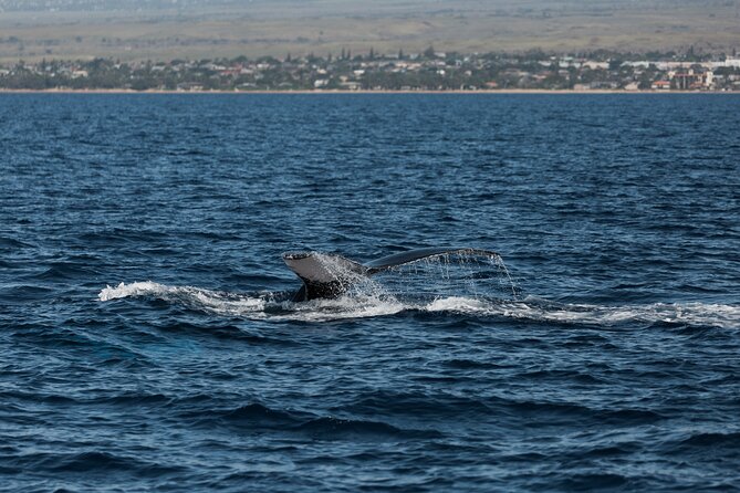 2hr Koa Kai Sunset Whale Watch Adventure