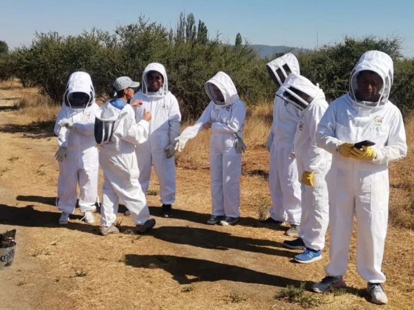 Apiculture and Vineyard Experience in Valparaiso - Activity Details