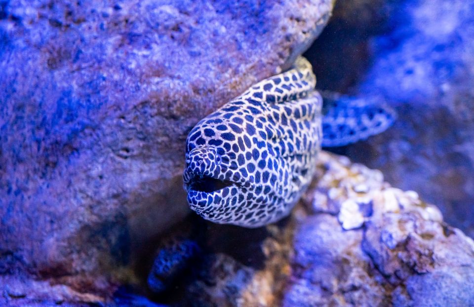 AquaRio and Olympic Boulevard Small Group Tour - Activity Details