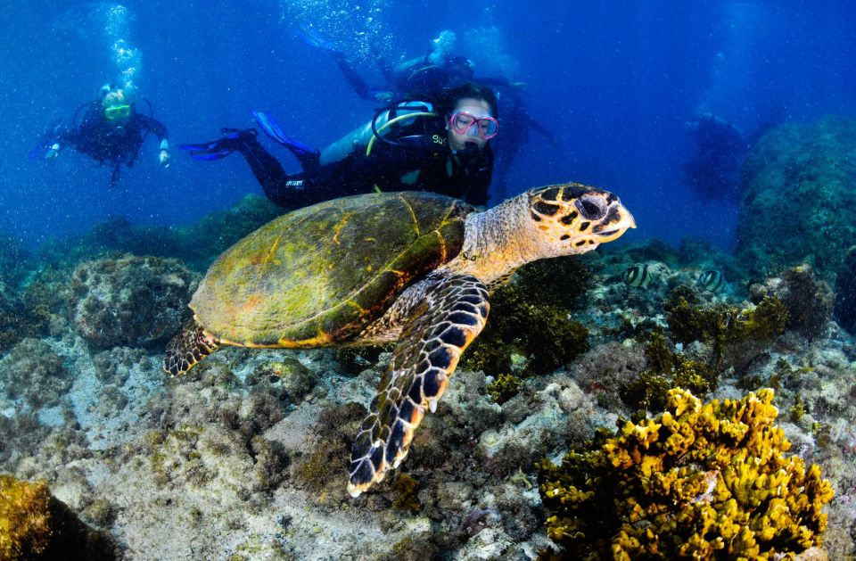 Arraial Do Cabo: Scuba Diving Experience - Full Description