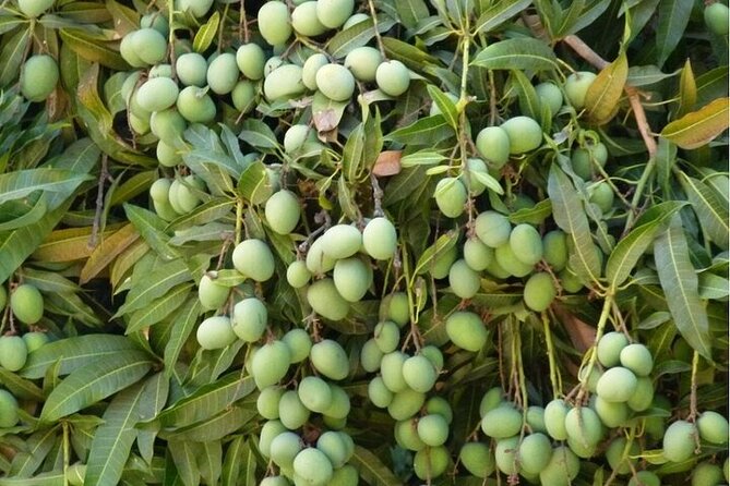 Banana Plantation / Black Sand Beach Experience - Minimum Traveler Requirement
