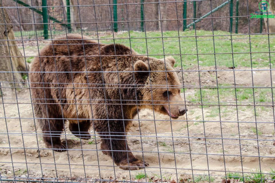 Bear Sanctuary & Bran Castle & Airport OTP From Brasov - Inclusions in the Tour Package