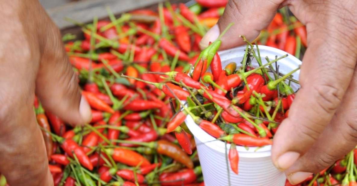 Belém: Ver-O-Peso Market and Full-Day City Tour With Lunch - Market Exploration