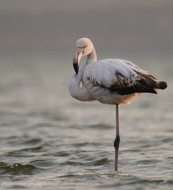 Bird Watching and Photography Private Tour Near Constanta - Important Information for Participants