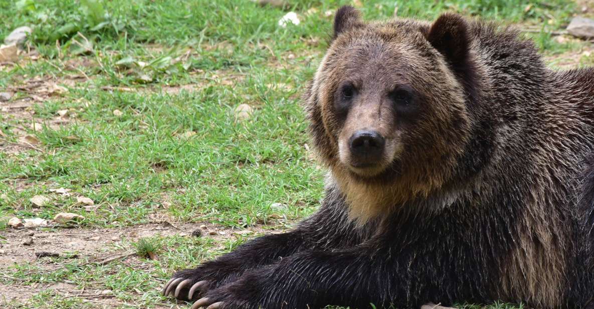 Bran: Private Guided Tour Dracula's Castle & Bear Sanctuary - Activity Duration and Flexibility