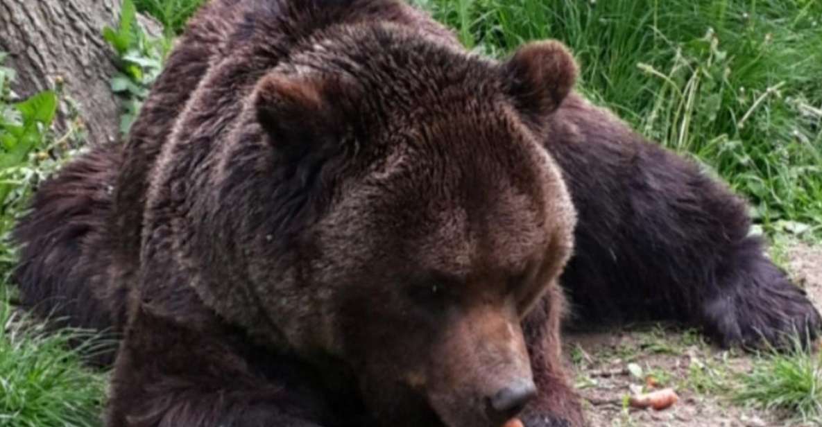 Brown Bear Sanctuary, Bran Castle & Rasnov Fortress Day Tour - Booking and Pricing Information