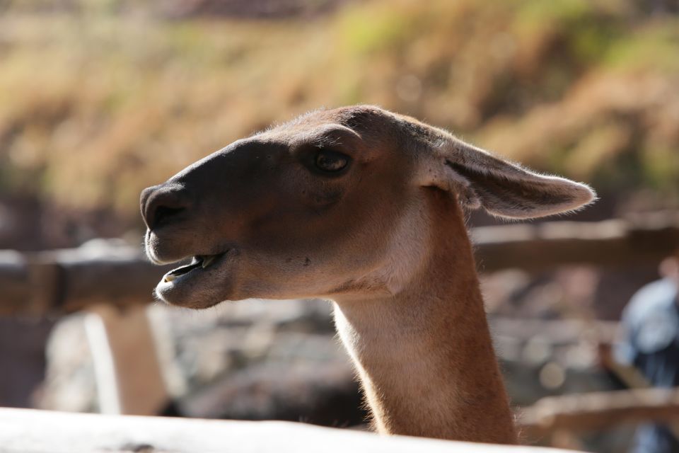 Cusco Expert Guide & City Tour - Itinerary and Inclusions