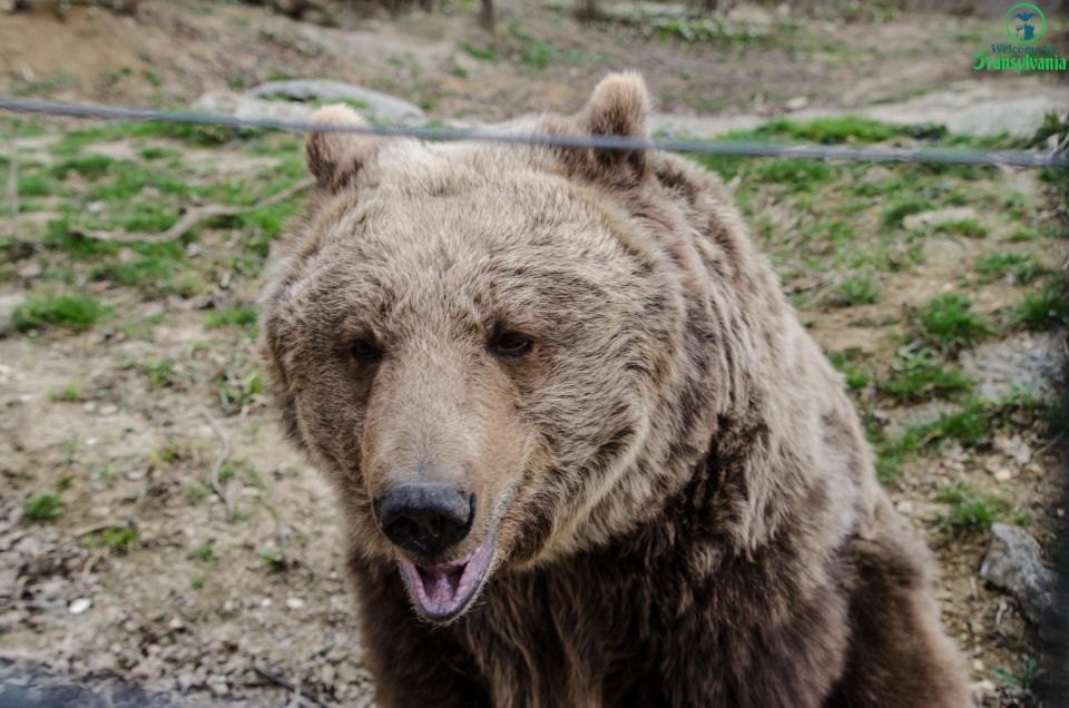 Day Trip Bran Castle, Rasnov Fortress and Bear Sanctuary - Discover the Historic Rasnov Fortress