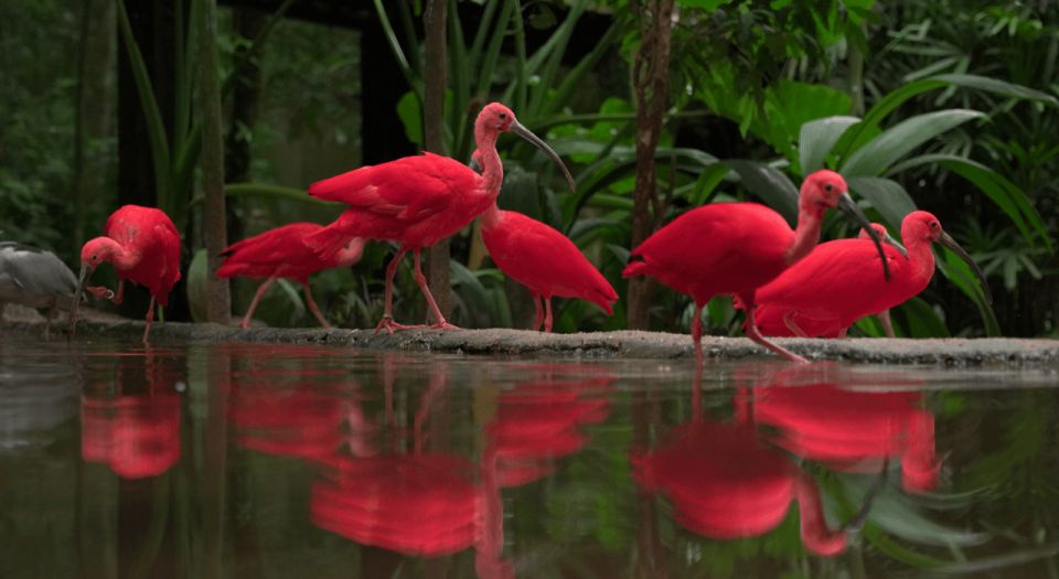 Foz Do Iguaçu: Bird Park Tour With Tickets - Experience Highlights