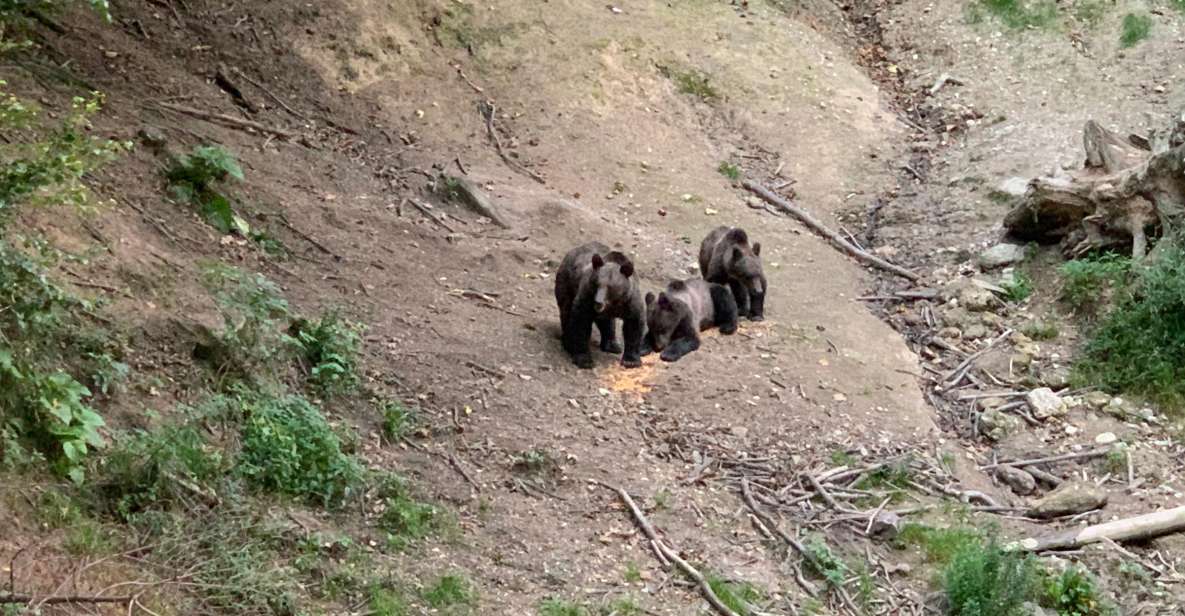 From Brasov: Bear Watching in the Wild - Highlights of the Bear Watching Experience