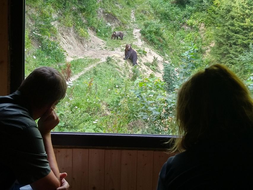 From Brasov: Small-Group Bear Watching Experience - Bear Watching Specifics