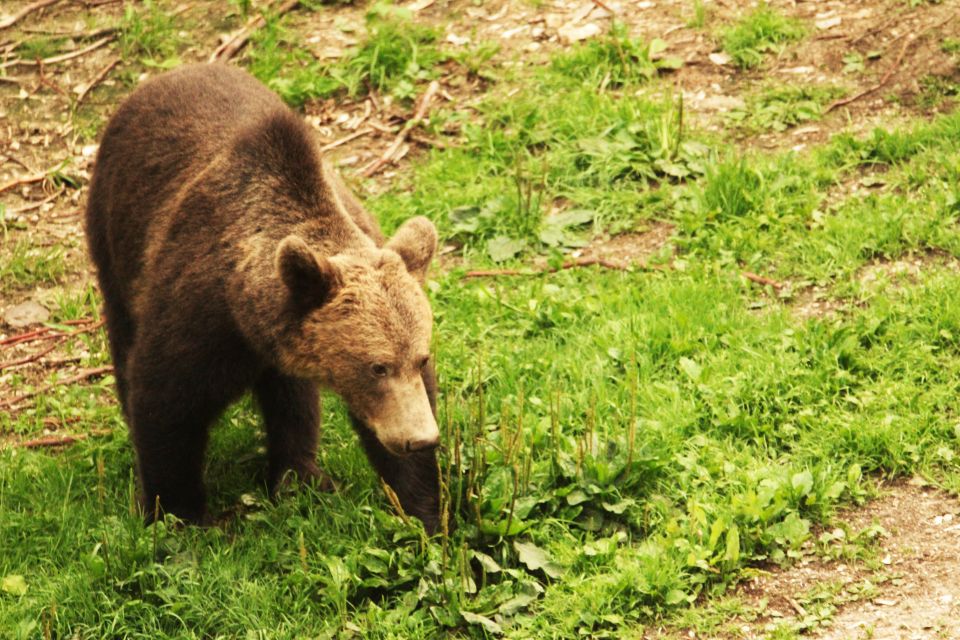 From Brasov: Small-Group Brown Bear Watching Tour - Bear Facts