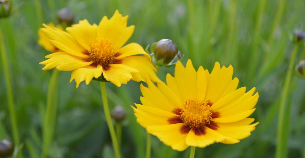 From Bucharest: 1-Way Private Transfer to Veliko Tarnovo - Experience and Highlights