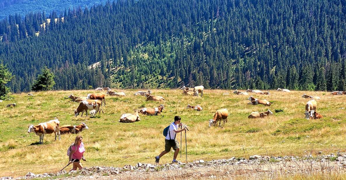 From Cluj-Napoca: Day Hike to Vlădeasa Peak - Experience Highlights