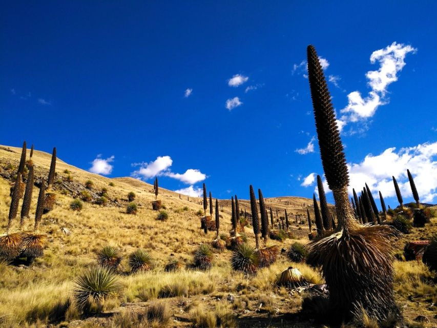 From Huaraz Pastoruri and Puyas Raymondi Snowy Tour - Tour Highlights