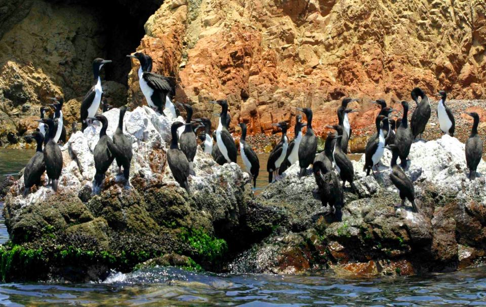From Lima: Ballestas Islands & Huacachina Oasis & Buggy Tour - Activity Details
