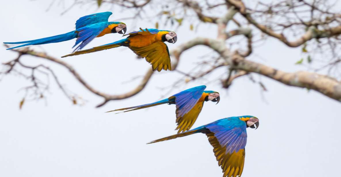 From Puerto Maldonado: 2-Day Tambopata Rainforest Tour - Rainforest Exploration Activities