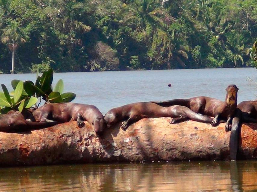 From Puerto Maldonado Jungle Trekking Sandoval Lake - Experience and Itinerary Details