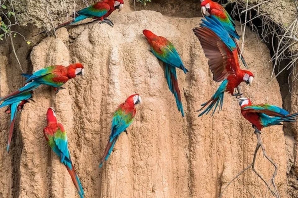 From Puerto Maldonado: Sandoval Lake Macaw Clay Lick 4-Day - Itinerary Highlights