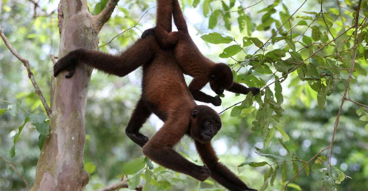 Full Day Monkey Island Tour - Booking Details