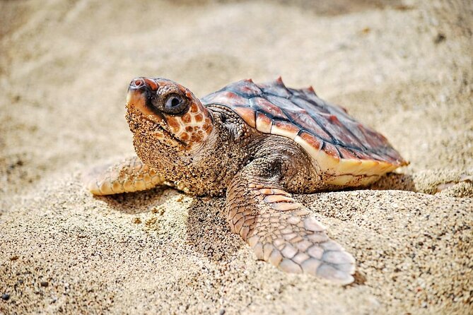 Full Day Sal Island Tour in Santa Maria - Booking and Contact Information