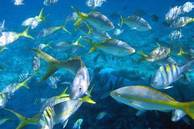 Guided Snorkeling & Shipwreck Experience in Santa Maria - Pricing Options and Special Deals