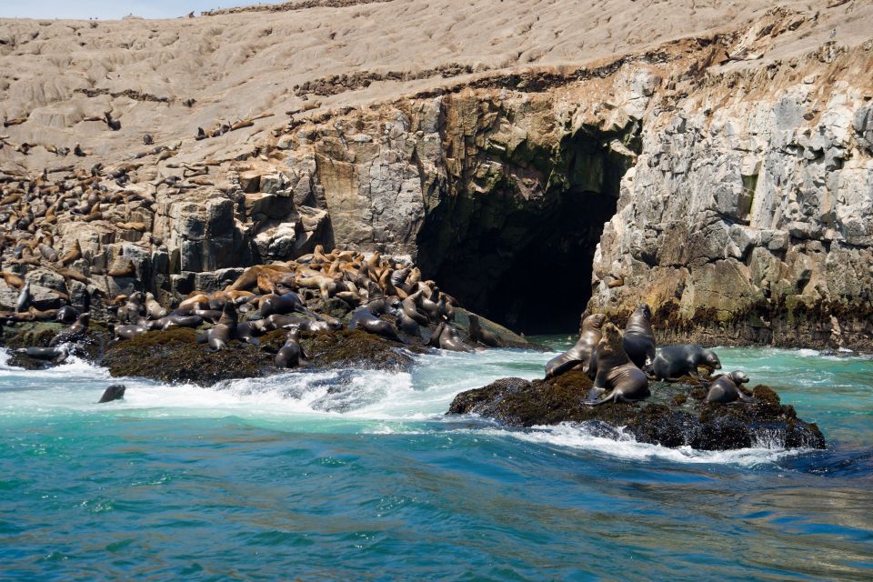Lima: Sea Lion Swim and Wildlife Palomino Islands Cruise - Experience Highlights