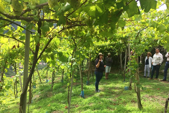 Madeira Wines Tasting Vineyards & Skywalk in 4x4 Full Day Tour - Details of the Full Day Tour
