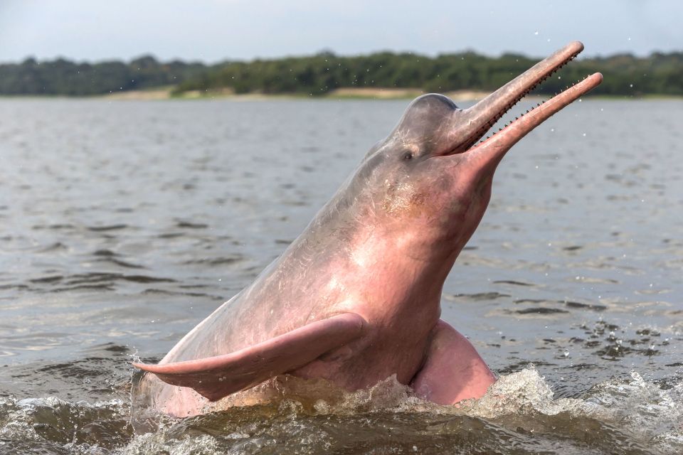 Manaus: Guided Amazon Dolphins Day Trip With Boat and Pickup - Good To Know