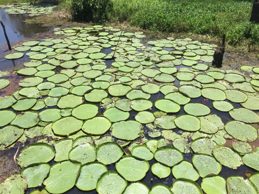 Manaus: Old City Guided Tour Plus Amazon River Boat Tour - Good To Know