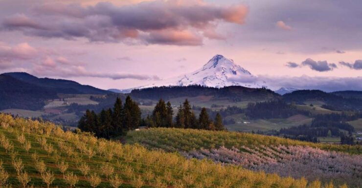 Mendoza: Wine Roads Half‐Day Tour With Regional Lunch - Tour Details