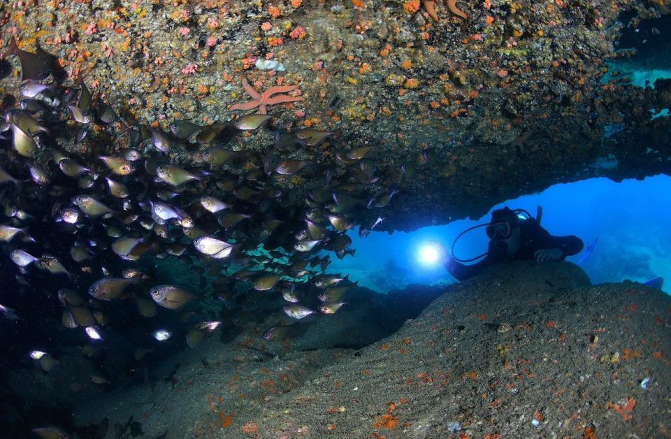 Nha Trang: Professional Scuba Diving for Certified Divers - Booking and Reservation Details