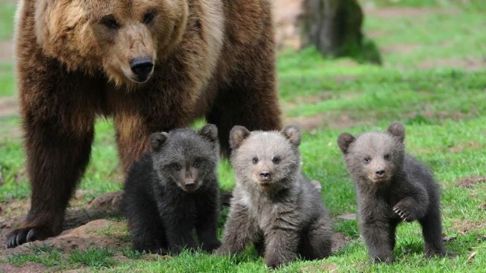 One Day Trip Bear Sanctuary, Dracula Castle - Tour Highlights