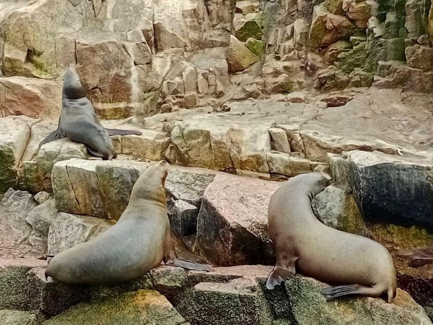 Paracas: Ballestas Islands & Paracas National Reserve - Experience Highlights