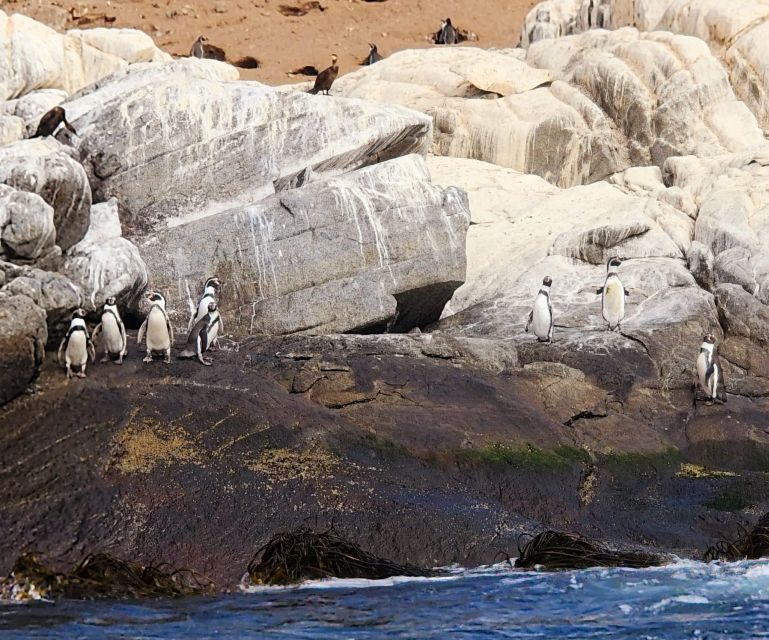 Penguins Watching Cachagua Island - Zapallar From Valparaiso - Good To Know