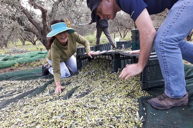 Private 3-Hour Olive Oil-Tasting Session & Lunch  - Crete - Expectations and Policies