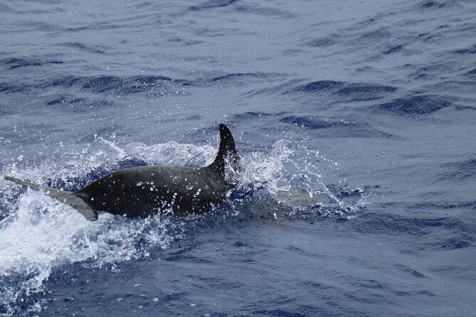 Private Dolphin and Whale Watching Tour in Madeira - The Sum Up