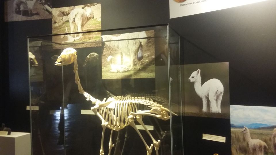 Private Full-Day Sacred Valley & Alpaca Farm Tour - Experience Highlights