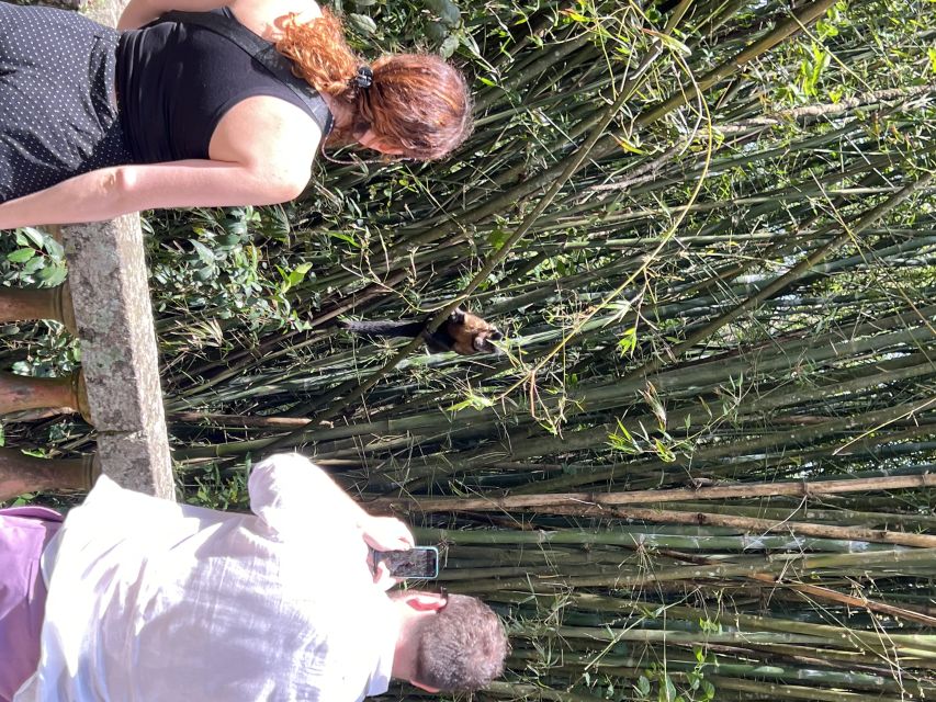 Private Tijuca Forest & Botanical Garden Guided Tour - Tour Highlights