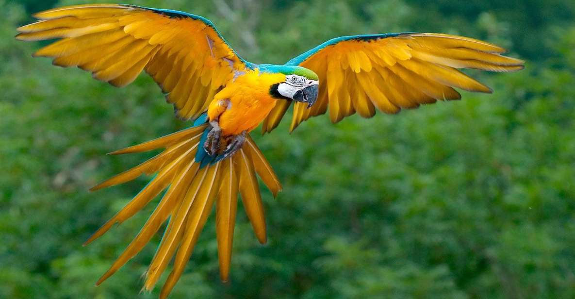 Puerto Maldonado: Parrot and Macaw Clay Lick Excursion. - Inclusions and Exclusions