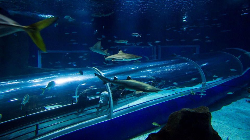 Rio: AquaRio and Olympic Boulevard - Good To Know