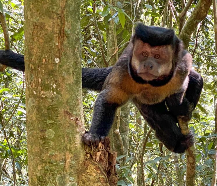 Rio De Janeiro: Tijuca Forest, Waterfalls, and Cave. - Cascading Waterfalls Experience