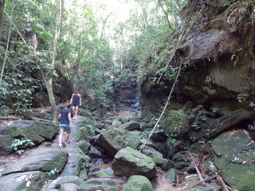 Rio: Tijuca Forest & Horto Waterfalls Circuit Tour - Experience Highlights