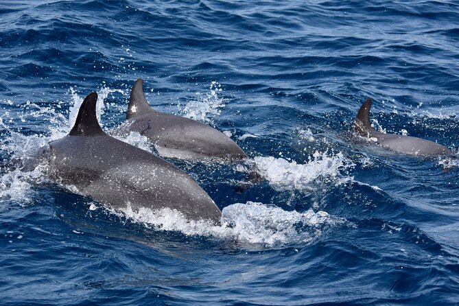 Santa Maria Small-Group Half-Day Sailing Trip  - Sal - Trip Details