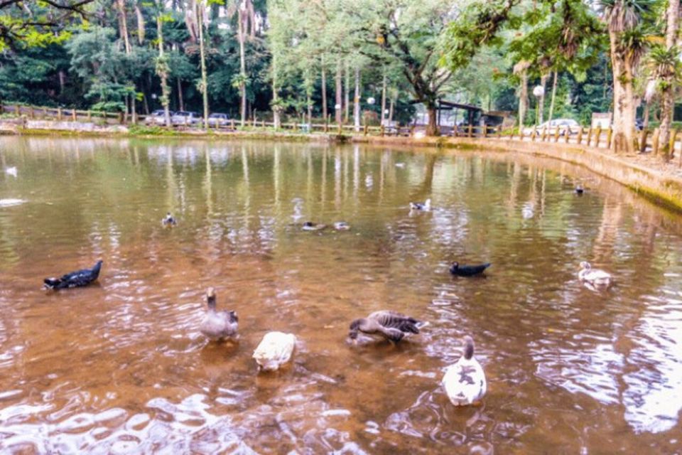 São Paulo: Atlantic Forest Hike in Jaraguá Park With Picnic - Good To Know
