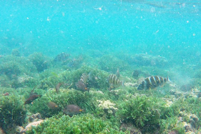 Snorkeling in Gatas Bay - Best Time to Snorkel in Gatas Bay