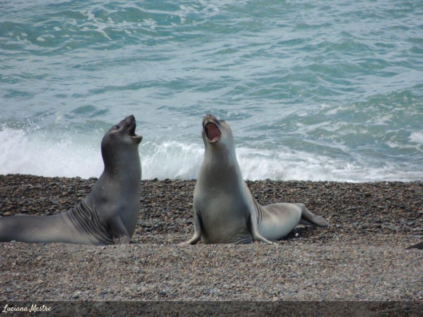 Speedboat Tour of the Palomino Islands Swim With Sea Lions - Tour Inclusions